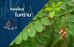 ต้นคราม หรือสีครามจากธรรมชาติ กว่า 6000 ปี