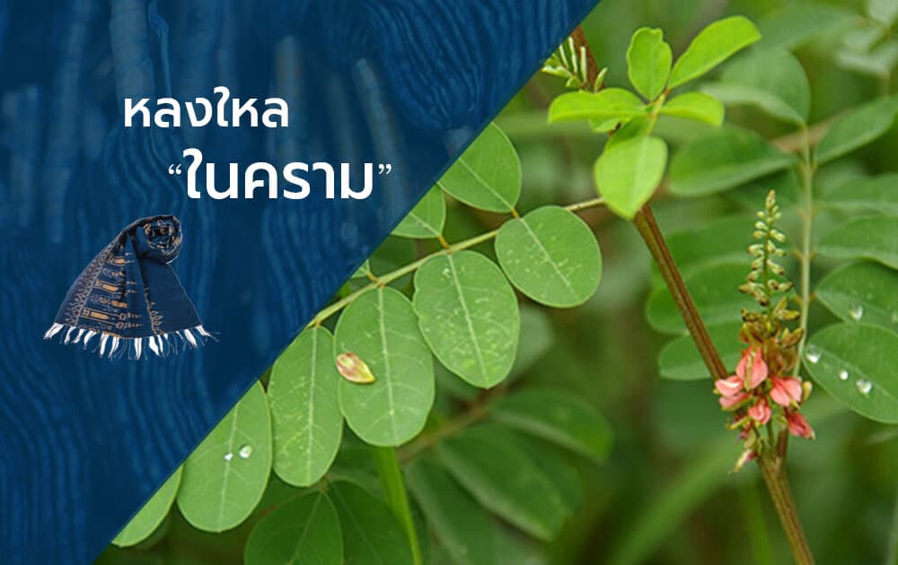 ต้นคราม หรือสีครามจากธรรมชาติ กว่า 6000 ปี